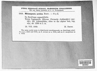 Melampsora arctica image